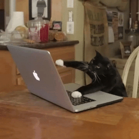 funny cat typing gif